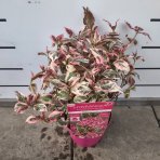 Hortenzia pílovitá (Hydrangea serrata) ´EUPHORIA PINK´ - výška 25-35 cm, kont. C3L 